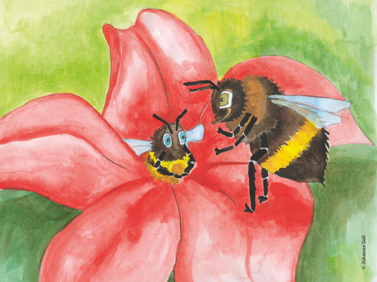 Illustration personnages, l'abeille et le bourdon dans une fleur rouge, mise en couleurs à l'aquarelle, par Johanne Goll, graphiste freelance